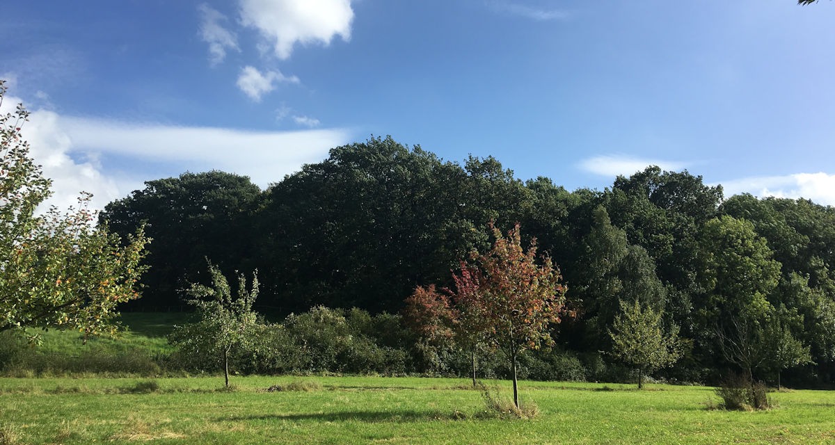 Obstwiese am Neffelbach