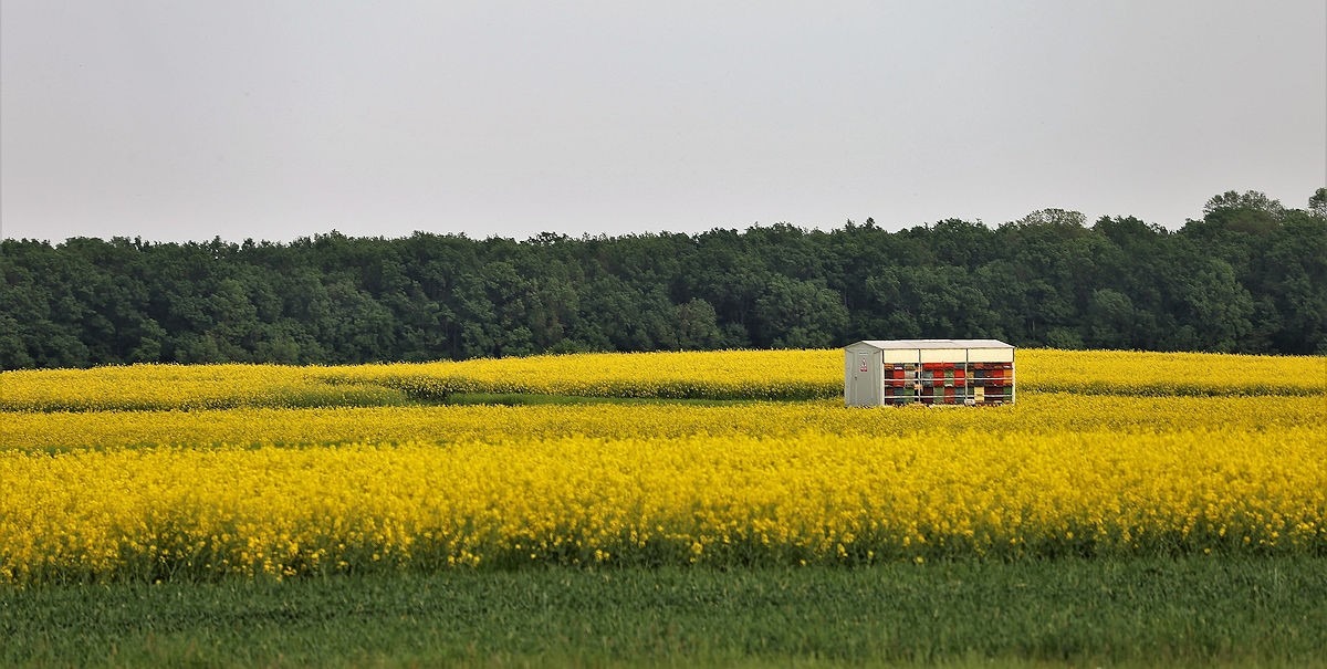 Rapssfeld mit Bienenkörben