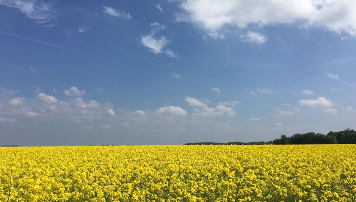 Rapsfeld am Neffelbach