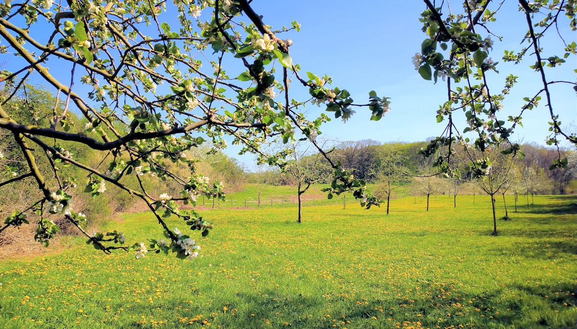 Streuobstwiese am Neffelbach