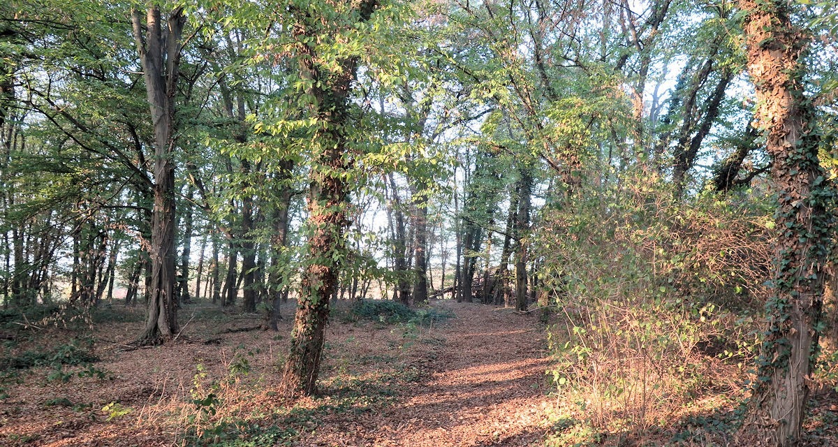 Waldweg