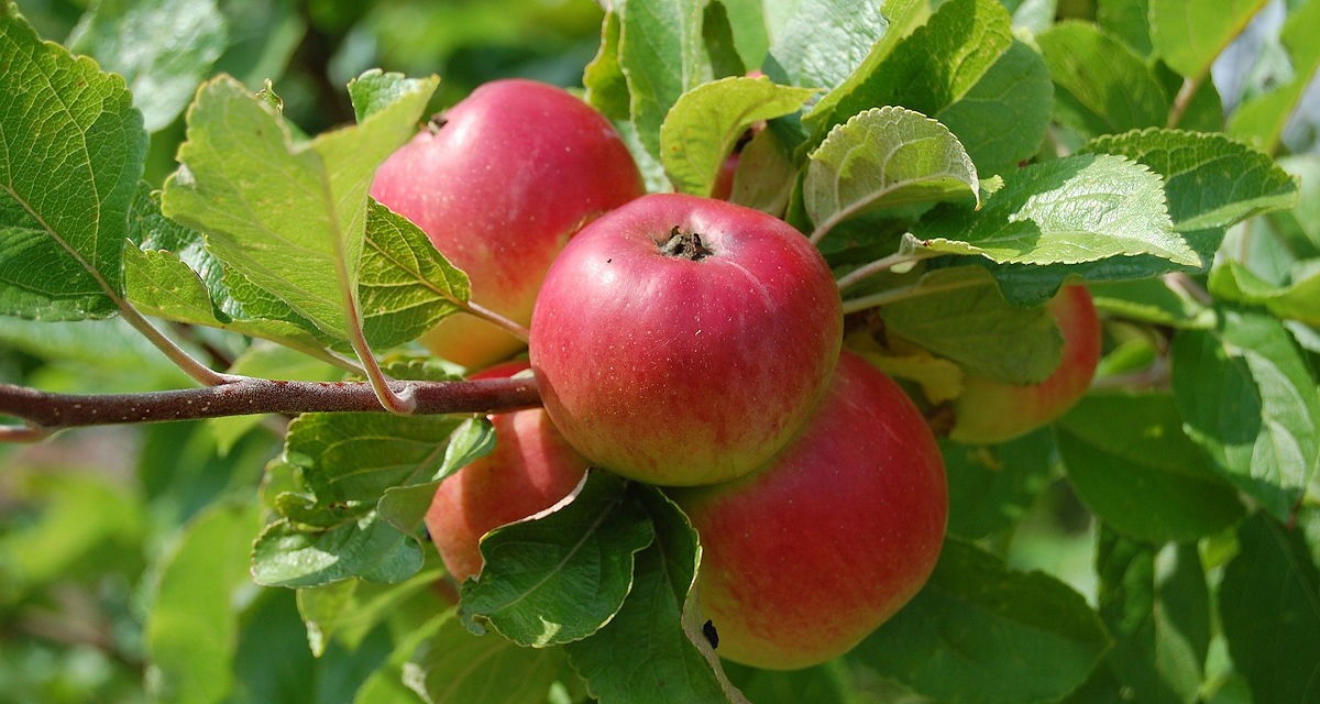 Äpfel am Baum