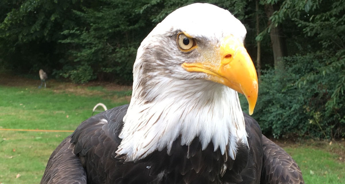 Weißkopfseeadler